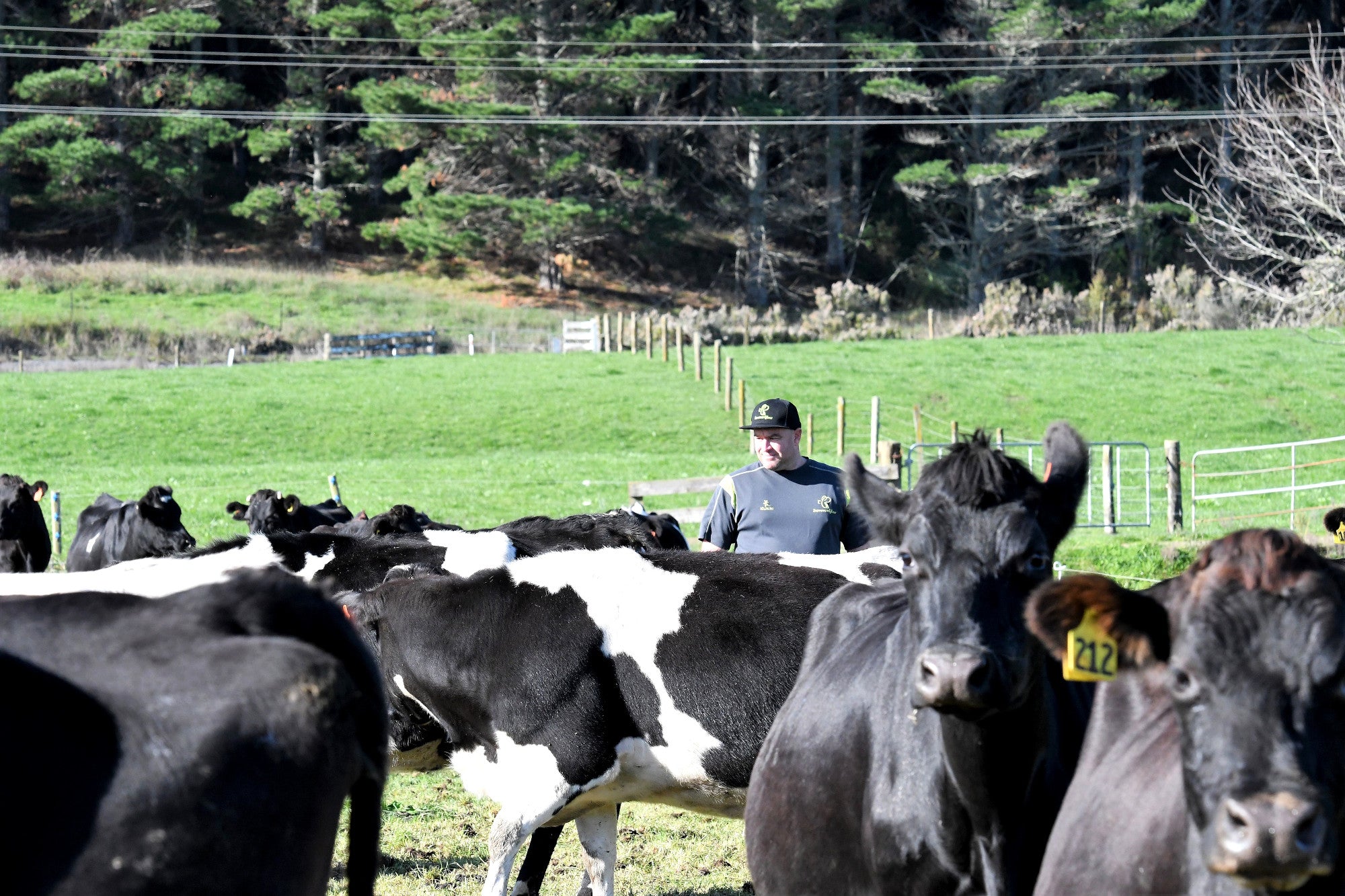 Summerglow Farms, Dairy Farm