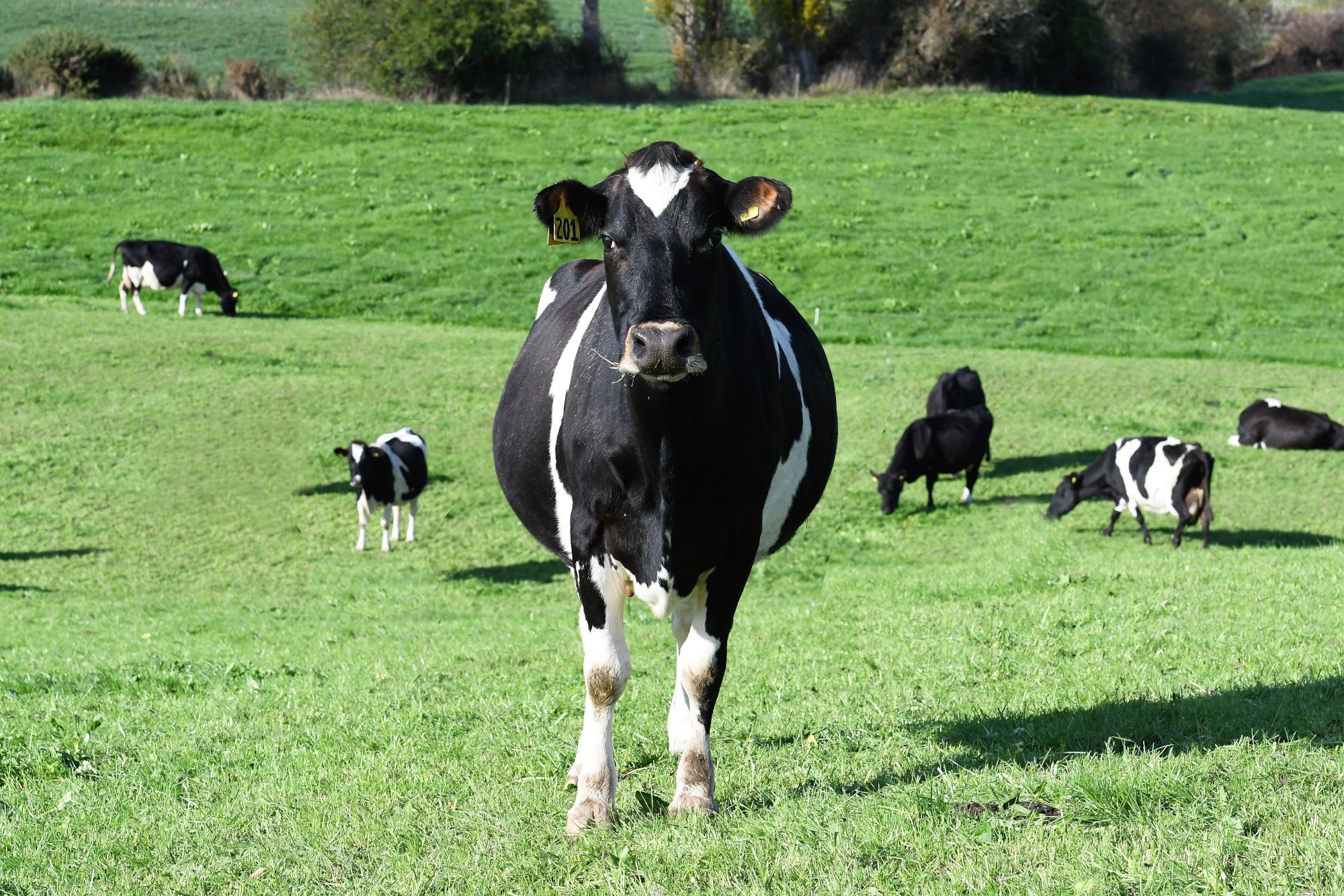 Can your cows eat this much in a day?