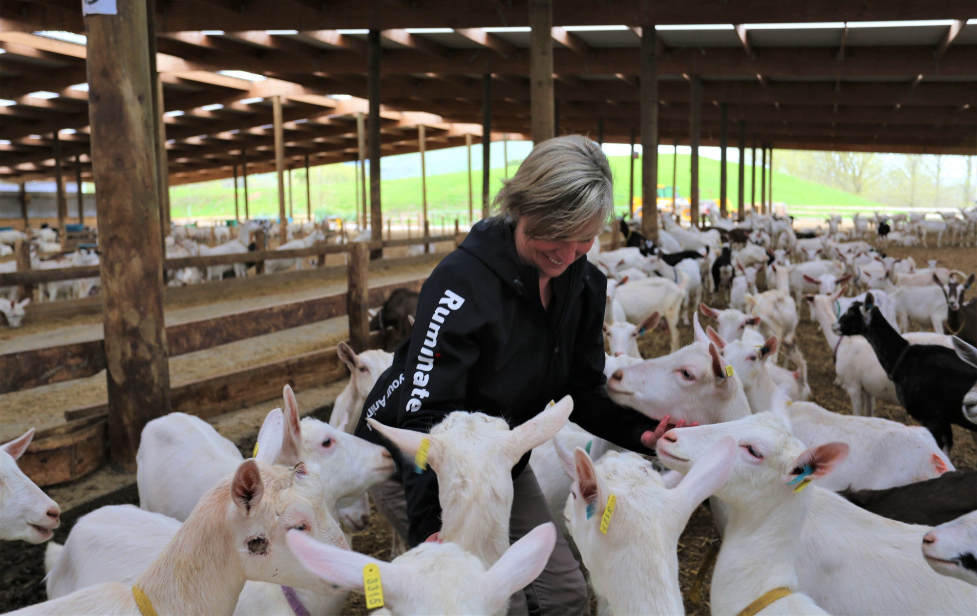 Tukituki Dairy Goats