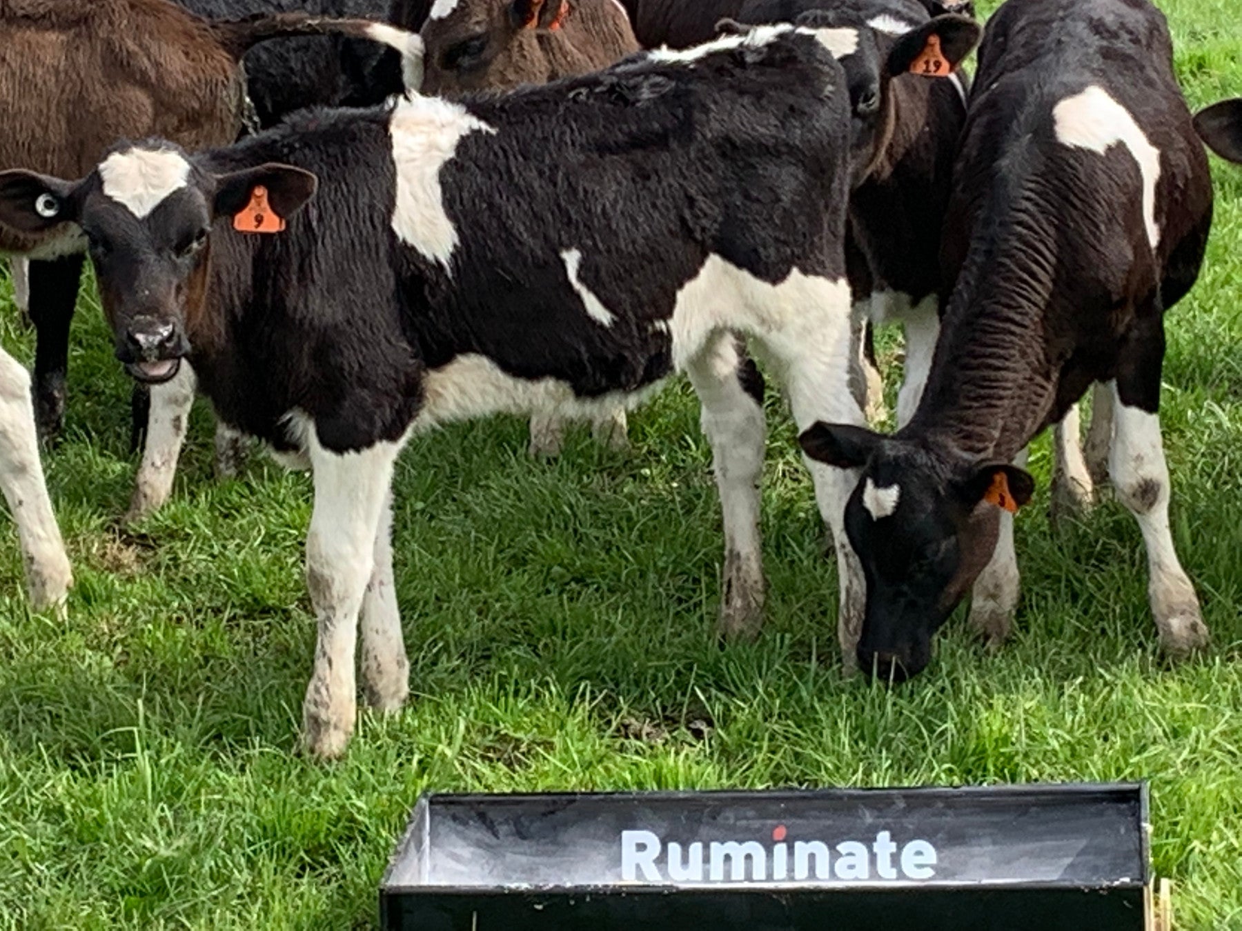 Willy & Kelly Muir, Dairy Farm