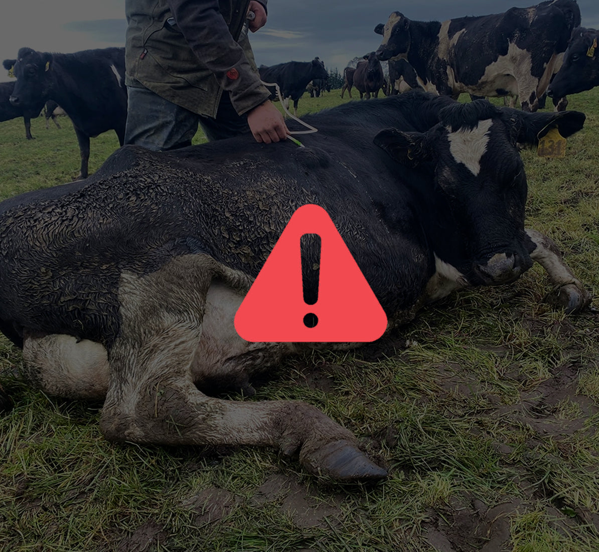 $75k loss — hiding in plain sight in your down cows