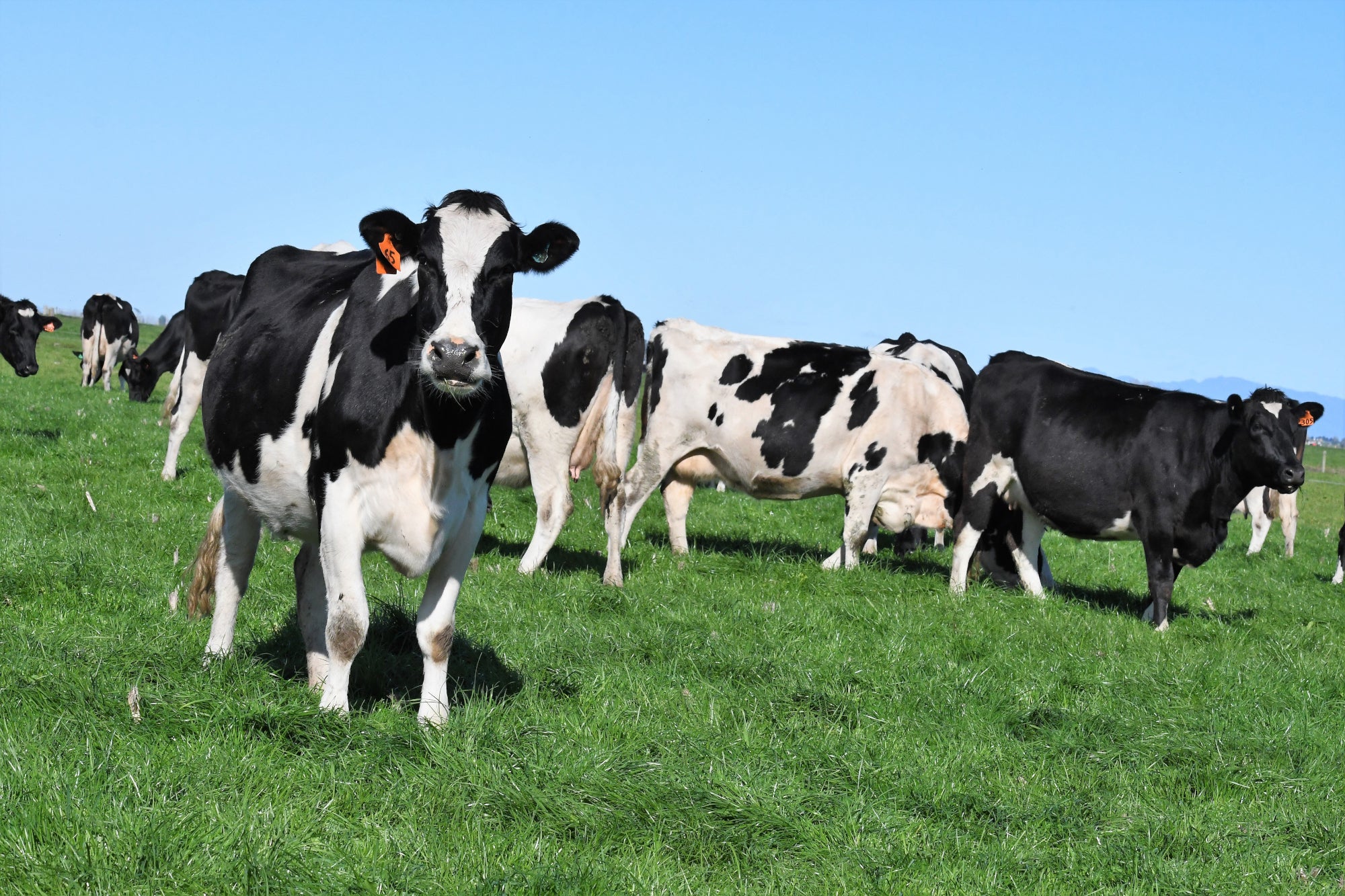 Minerals for Dairy Cows
