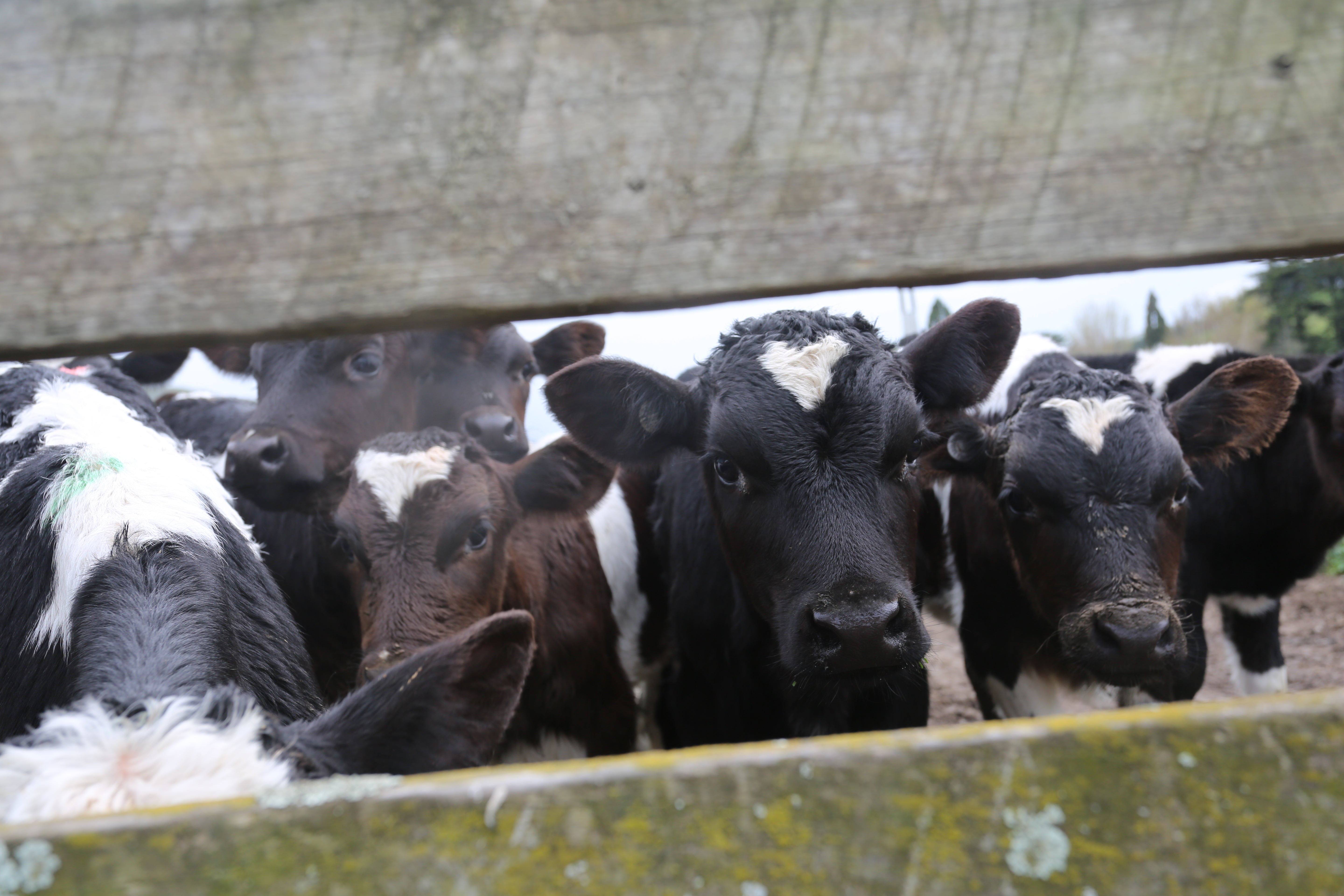 Electrolytes Ruminate