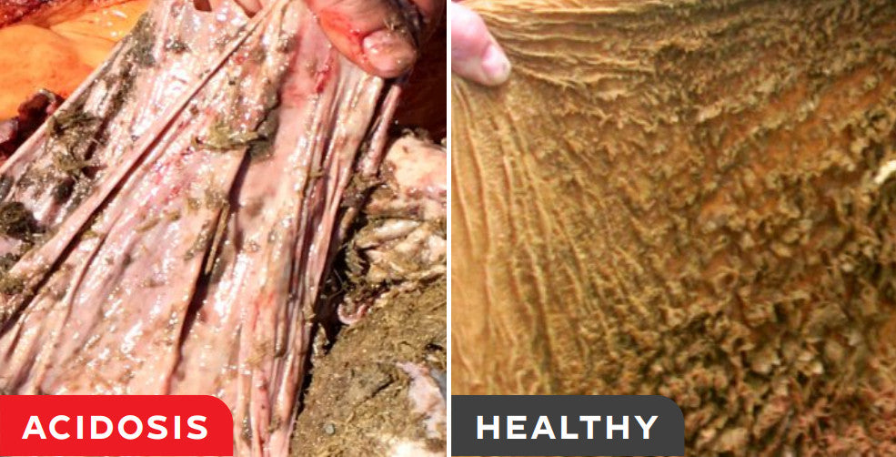 Doc Taylor® Gut Guard