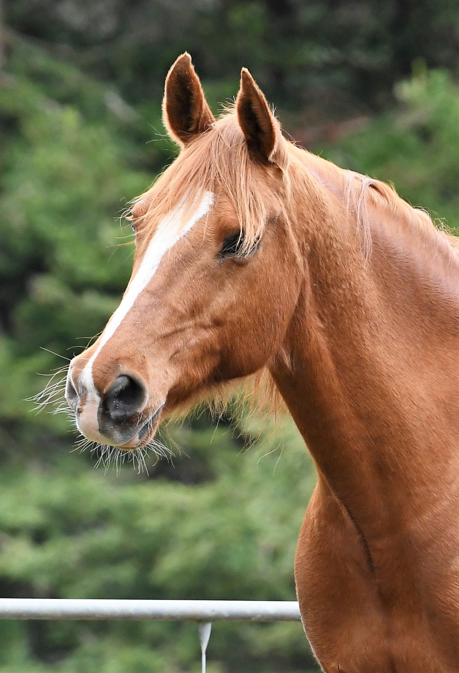 Equine Dietary Issue 01: Acidosis