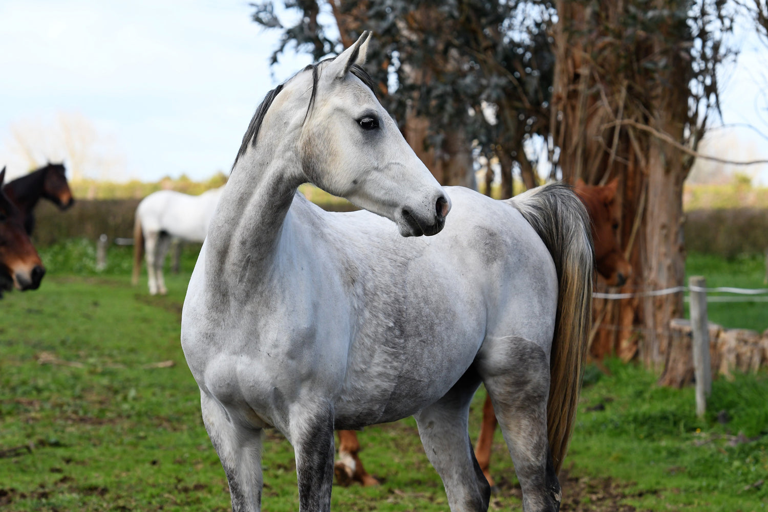 Equine Dietary Issue 02: Magnesium Deficiency