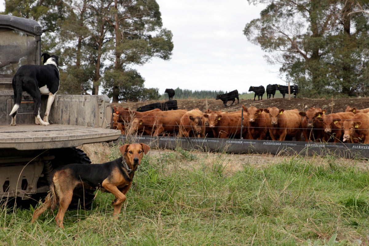 Minerals for Beef Stock