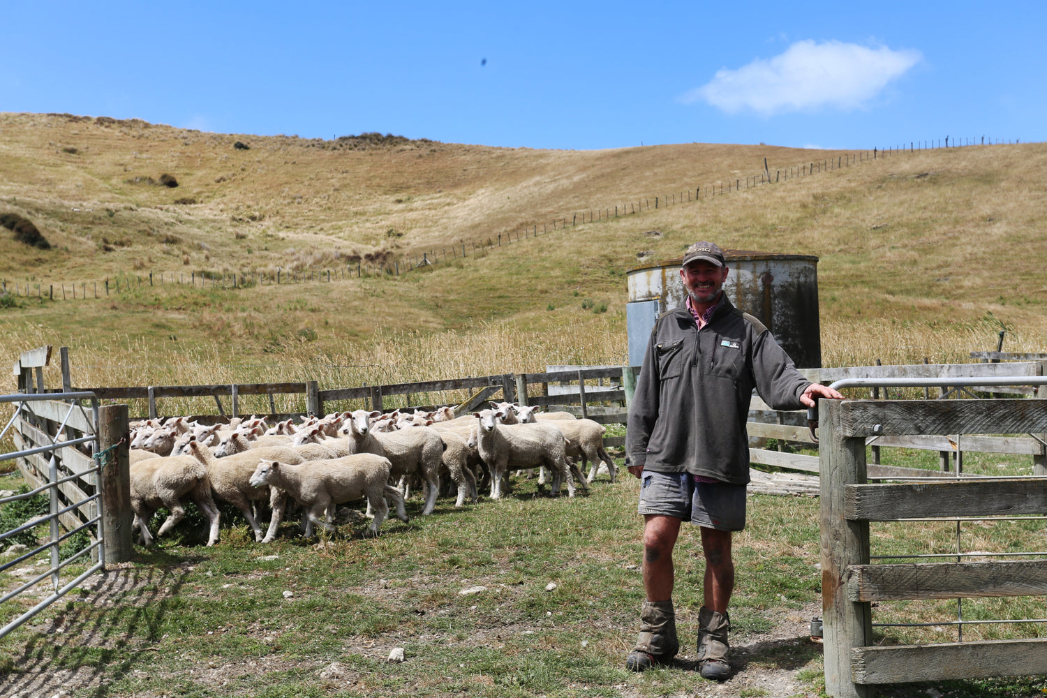 Minerals for Sheep