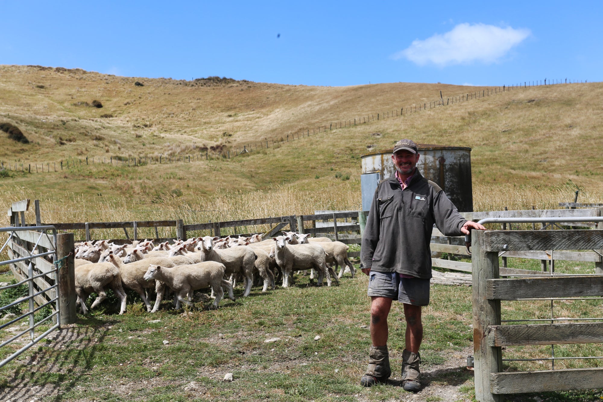 Minerals for Sheep