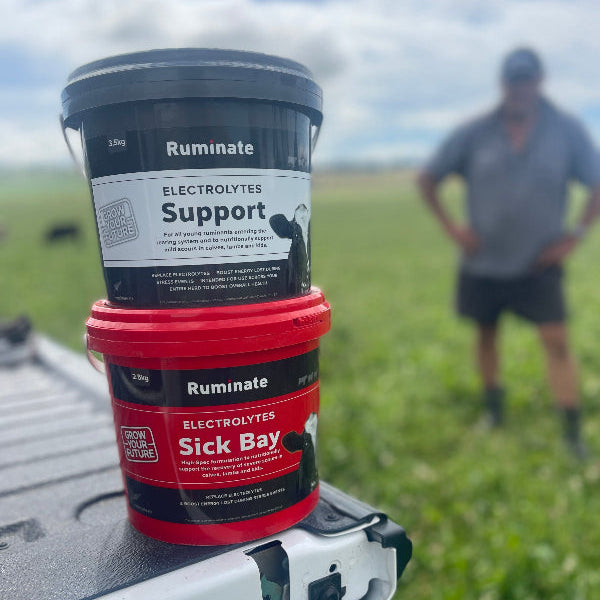 Best Calf Electrolytes for NZ Farmers and Calf Rearing