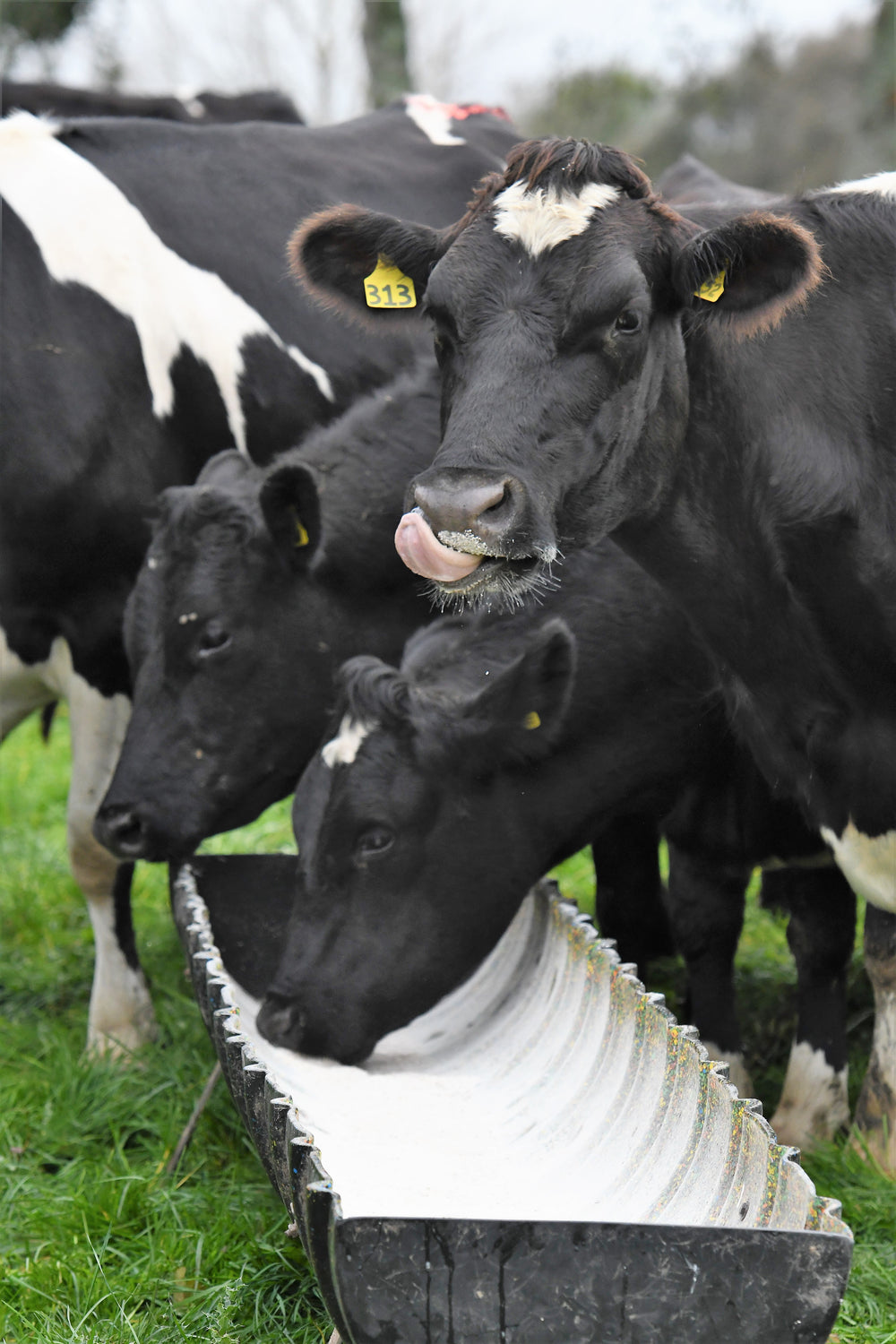 More From Every Mouthful | Rumen-First Dairy Nutrition – Ruminate