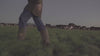 NZ Farmers Prioritising Feeding the Rumen for Better Results